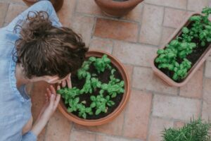 Basilicum Planten in de Tuin